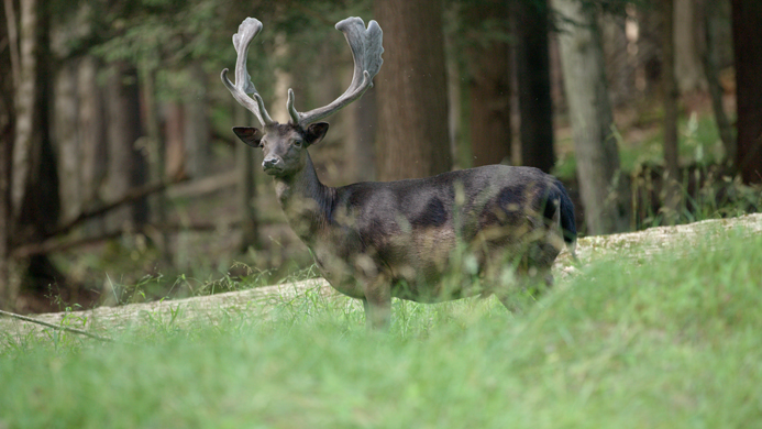 Something Other Than Its Own Mass